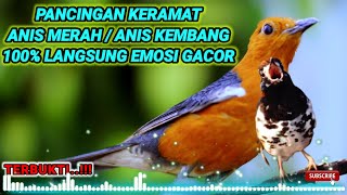 Pancingan Anis Merah dan Anis Kembang Macet Bunyi. HITUNGAN DETIK!!! Langsung NYAUT dan GACOR.