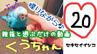 20【生後10ヶ月】セキセイインコくうちゃん親指で遊ぶ