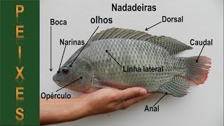 # 31 Conhecendo os peixes ...Anatomia externa.