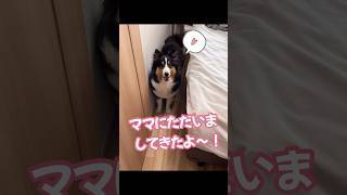 🐶 散歩から帰宅すると必ずママにただいまを言うシェルティー(Sheltie always telling mommy he’s home after stroll)