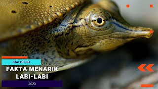 Fakta Menarik Labi Labi #bulus #icalofish #animals #hewanunik #reptil #labilabi