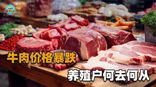 牛肉降成猪肉价？养殖户眼泛泪花：欠一屁股债，还不如出去打工！