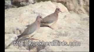 Laughing Dove قمری خانگی