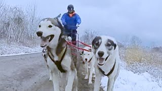 Come meet the new neighbors and check out their dog sleds.