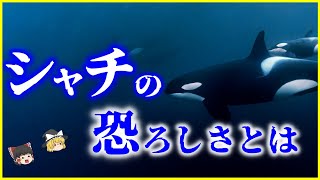 【ゆっくり解説】狩りがエグい⁉海のギャング「シャチ」の生態の謎を解説