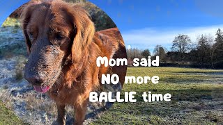 Red Golden Retriever 🐾 Deep Freezing While Walking In The Park