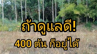 400ต้น น่าจะพอได้อยู่!!