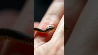 baby cobra snake#animal #animals #cobrasnake #shortvideo #shorts #babycobra #cute