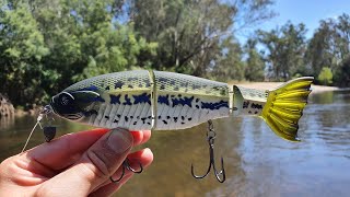 Murray Cod Smash This Swimbait