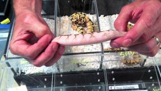 Morphs 101 - Bumblebelly, Lesser Bumblebelly, Pastel Yellowbelly