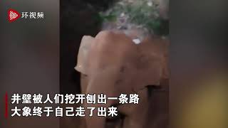 印度一头大象掉进井里 当地人出动挖掘机救援