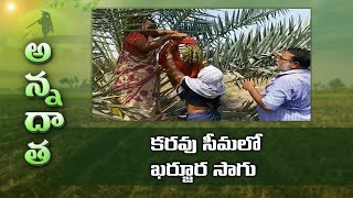 Dates cultivation in Kadapa by Software Engineer