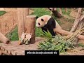 (Vietsub) Ngày đi làm cuối cùng của gấu trúc Fubao tại Hàn Quốc 🐼🧡 [03.03.24]