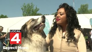 Dozens of pets find forever homes at ‘Meet Your Best Friend at the Firm’ event in Southfield