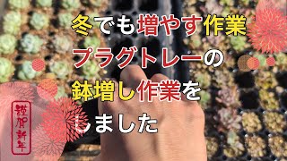 １月⛄️ 冬でも増やす作業。プラグトレーに植えた苗の植え替えしながら今年の目標を話す。