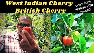 ബ്രിട്ടീഷ് ചെറി അഥവാ വെസ്റ്റ് ഇന്ത്യൻ ചെറി West Indian Cherry British Cherry Malayalam