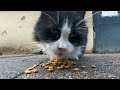 helping hungry felines a guide to feeding stray cats