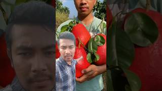 বিশাল বড় পেয়ারা!#facts #factsbangla #factshorts #factsvideos #factvideo