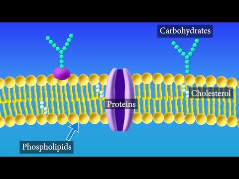 Why are phospholipids present in cell membranes?