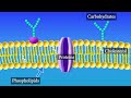 Cell Membrane Structure and Function