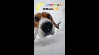 ビーグル犬〜とある日の日常～ボルひまみなの日常