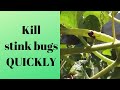 How to kill stink bugs without them stinking