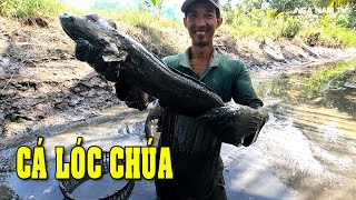 Bất Ngờ Tát Đìa Bắt Cá Bắt Được Con Cá Lóc Chúa Và Hàng Trăm Ký Cá/Catch The Big Fish/NGÃ NĂM TV