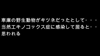 車庫の野生動物がキツネだったとして・・・当然エキノコックス症に感染して居ると・・思われる