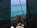 Maldives Fishing for Giant Trevally. Subscribe for full video #fishing #maldives #GT #monsterfish