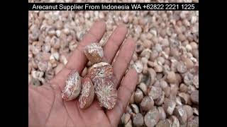 Betel Nut Import In Sri Lanka Whatsapp +62822 2221 1225 - We Exporter From Indonesia