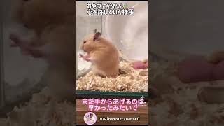 ハムスターの反応で分かる心を許していく様子🐹まちゃ#Shorts