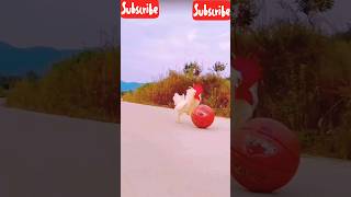 Cute Cock moment 😍#funnyvideos #shortvideo #trending #comedy #cute #viral #shorts #youtubeshorts