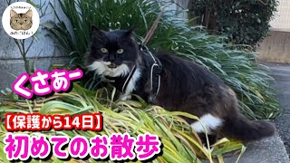 【保護野良猫】初めてのお散歩リード付けたらこうなりました…