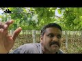 grape vineyards in tamilnadu agriculture grapes