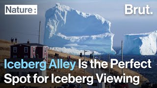 Iceberg Alley Is the Perfect Spot for Iceberg Viewing