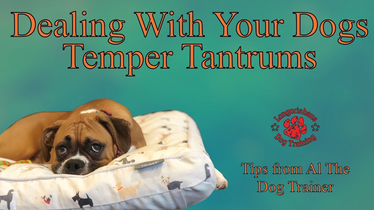 Dealing With Your Dogs Temper Tantrums - Tips From Al The Dog Trainer ...