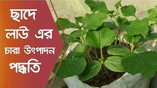 ছাদে লাউ এর চারা উৎপাদন পদ্ধতি || টবে লাউ চাষ পদ্ধতি || Amader Krishi