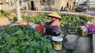 台山百曉：今日分享視頻拍攝地點是開平市水口鎮風采鄉大巷里，夕陽西下，一抹殘陽灑落在古老的建築上，彷彿進入了童話故事的小鎮，流連忘返！不規則的巷道，錯落有致的碉樓，給這個村落帶來不一樣的風景！#開平