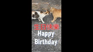 喵祝生日快樂｜Cats say Happy birthday to you 【喵有事】#straycats #cat #流浪貓 #貓咪