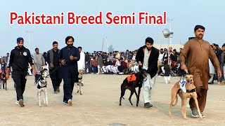 Greyhound Derby Race Faisalabad || Pakistani Breed  Semi Final || Chak # 147 RB #dog #greyhound