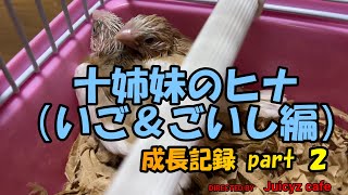 【ジュウシマツ】いご＆ごいし　～ 成長記録 part 2 ～