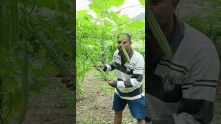 luffa vegetable || బీరకాయలు సాగు || పందిరి కూరగాయలు || పందిరిపై బీర పాదులు ||drip irrigation system|