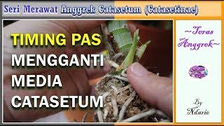 SERI MERAWAT ANGGREK CATASETUM (CATASETINAE): Perhatikan waktu yang pas untuk mengganti media