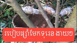 របៀបផ្សាំមែកទុរេន បែបងាយៗ ប៉ុន្តែដុះពិតៗ🌳🌳✅🫶