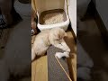 猫じゃらしよりも爪とぎしたい本能に逆らえない子猫