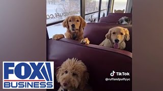 Dogs ride customized 'pup buses' and people are obsessed