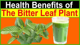 Unlock the Health Benefits of Bitter Leaf Juice: Here's Why You Should Drink It!