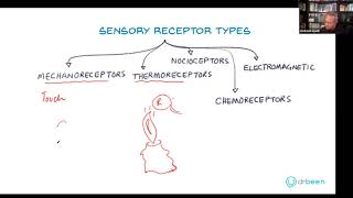 Types of Sensory Receptors