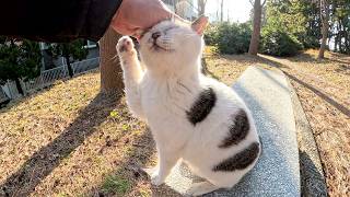 水玉模様のキジシロ猫が「もっとモフってくれ～」と甘えてきた