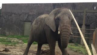 ゾウの餌やり体験を主観視点で（東武動物公園） 2017年8月20日